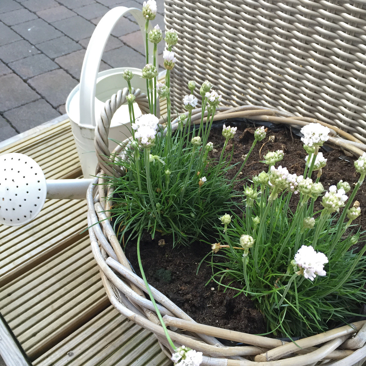 Wochenglück-Rückblick 300416 | Rhabarberauflauf - Fräulein Ordnung Wochenglück-Rückblick 300416 | Rhabarberauflauf - Fräulein Ordnung