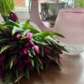frische Tulpen