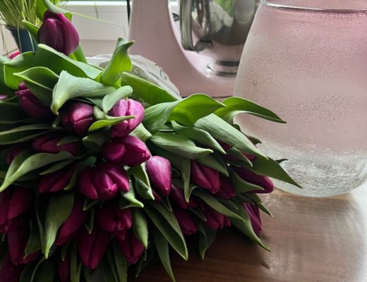 frische Tulpen