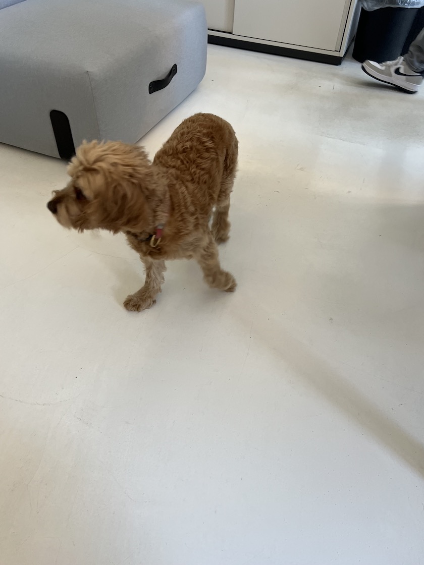 Bürohund