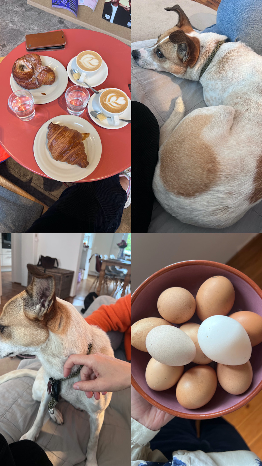 frische Eier