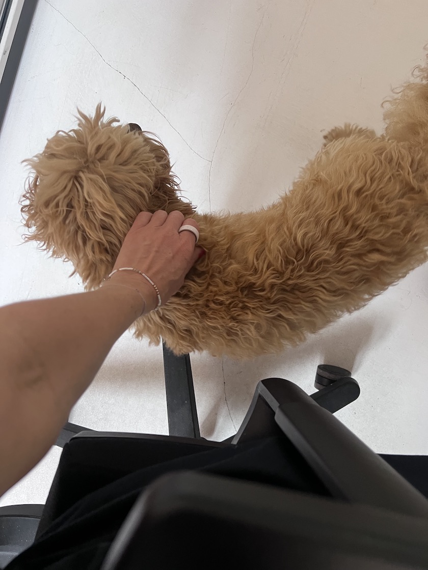 Bürohund